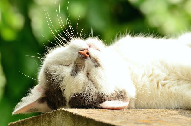 a sleeping white cat